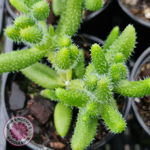 Load image into Gallery viewer, Delosperma echinatum 'Pickle Plant' - John & Norma's Succulents