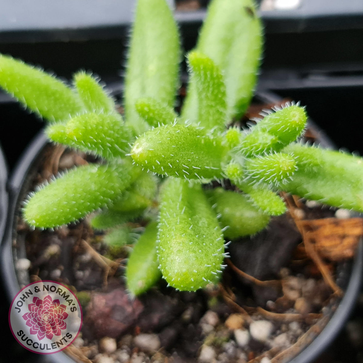 Delosperma echinatum 'Pickle Plant'