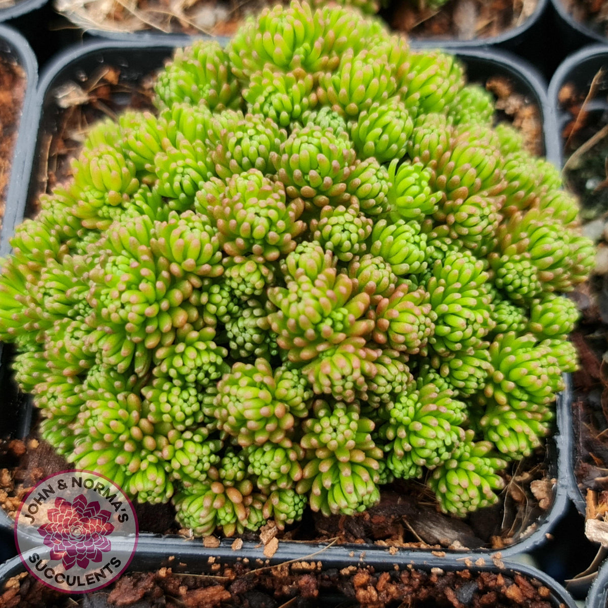Sedum lydium