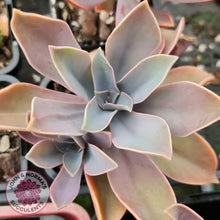 Load image into Gallery viewer, Graptoveria Fred Ives - John & Norma's Succulents