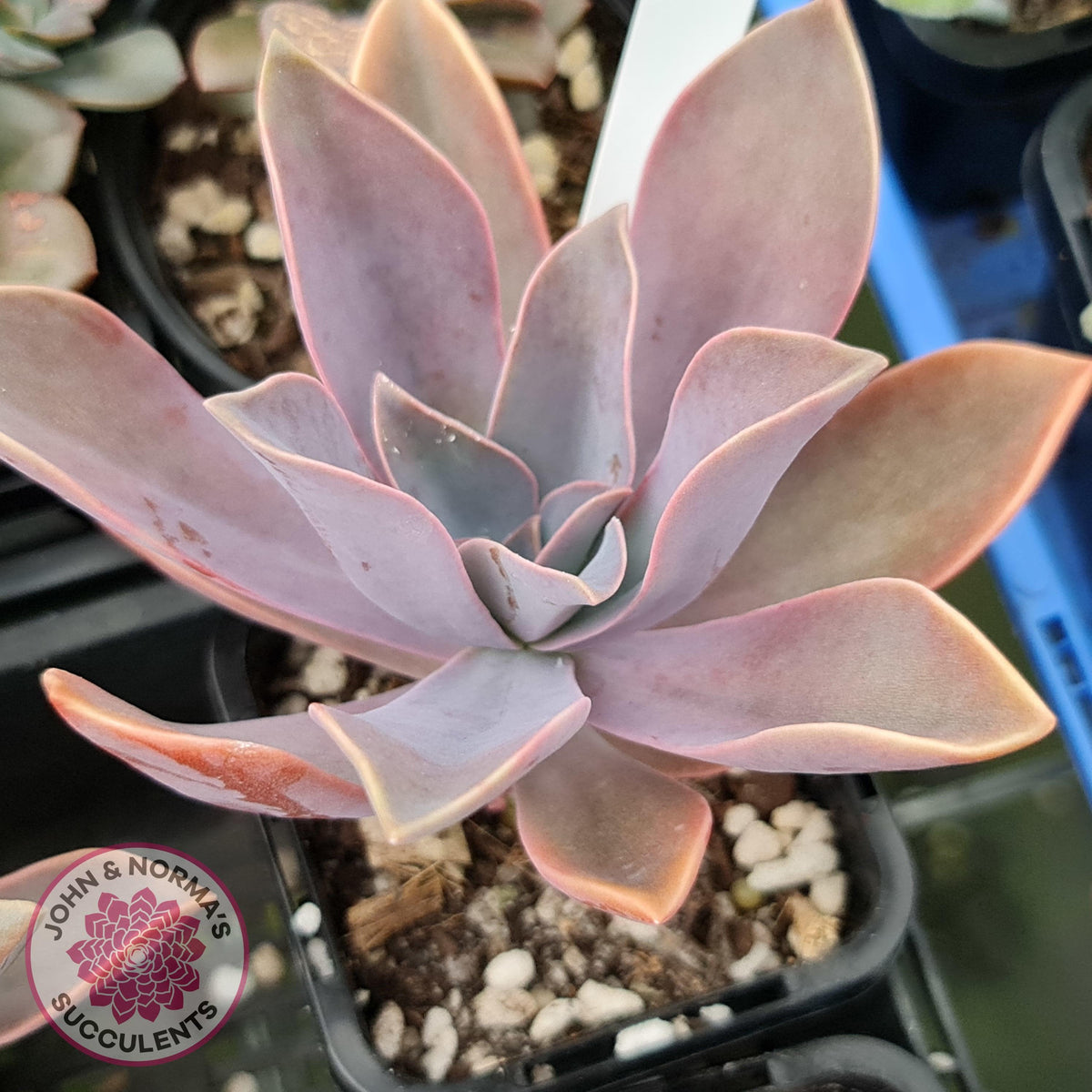 Graptoveria Fred Ives