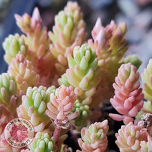 Load image into Gallery viewer, Sedum Hispanicum - John & Norma's Succulents