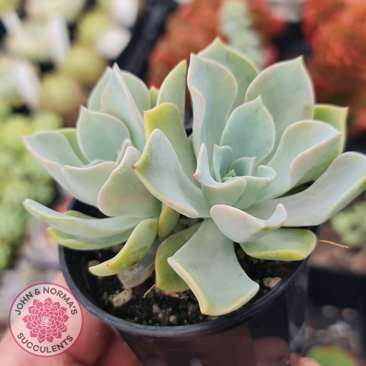 Graptoveria 'Coconut Ice'