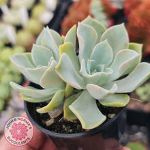 Load image into Gallery viewer, Graptoveria Coconut Ice - John & Norma's Succulents