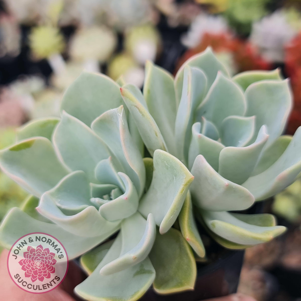 Graptoveria 'Coconut Ice'