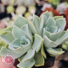 Load image into Gallery viewer, Graptoveria Coconut Ice - John & Norma's Succulents