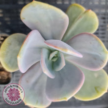 Load image into Gallery viewer, Pachyveria Chunky - John & Norma's Succulents