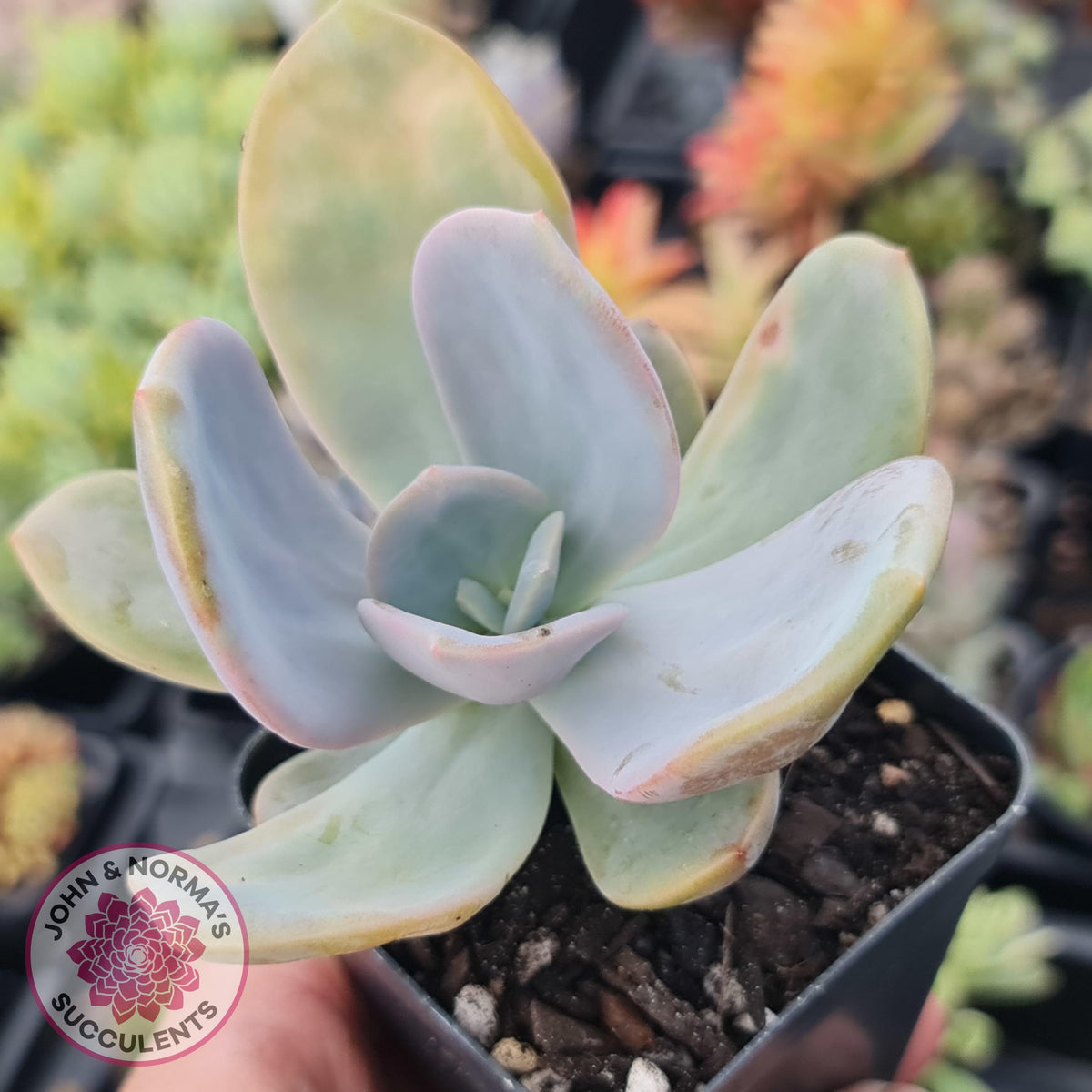 Pachyveria Chunky