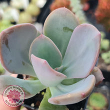 Load image into Gallery viewer, Pachyveria Chunky - John & Norma's Succulents