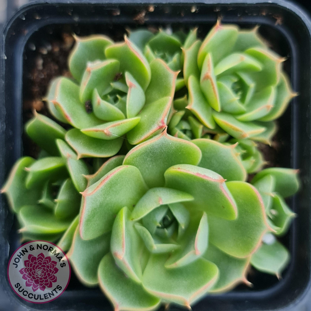 Echeveria longisima (Round Leaf form)