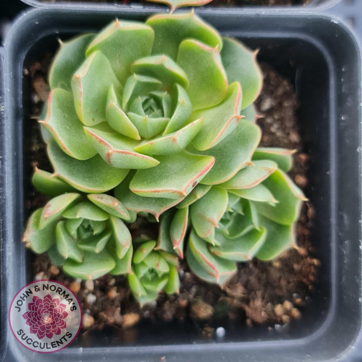 Echeveria longisima (Round Leaf form)