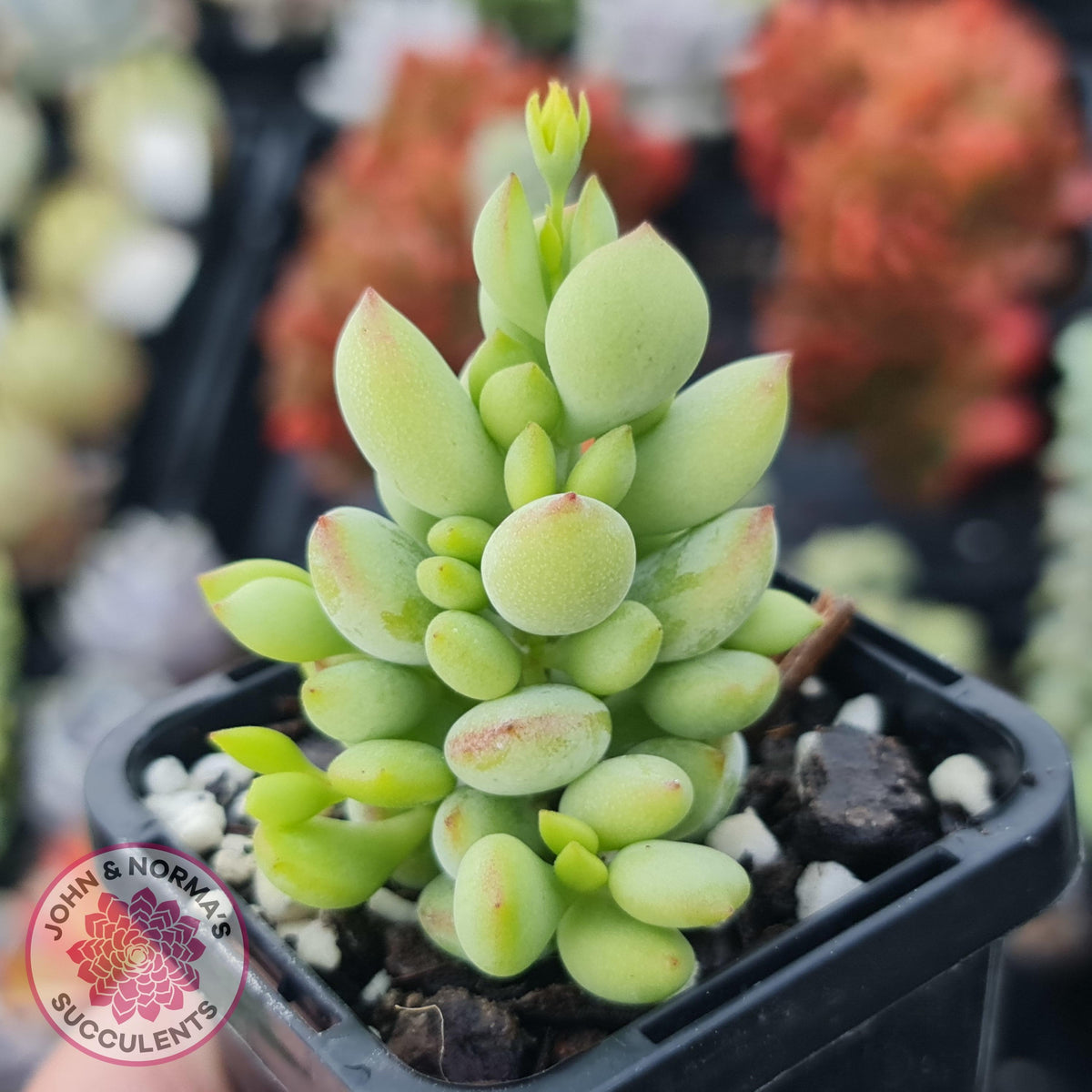 Cotyledon pendens