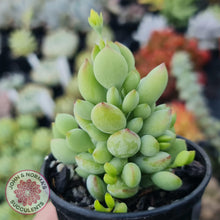 Load image into Gallery viewer, Cotyledon pendens - John & Norma's Succulents