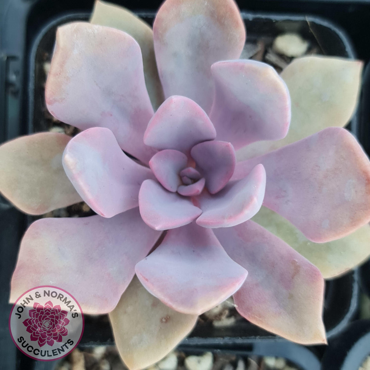Graptoveria 'Debbie'