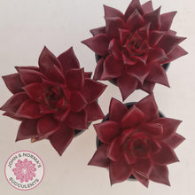 Load image into Gallery viewer, Echeveria Agavoides Romeo Rubin - Large - John & Norma's Succulents