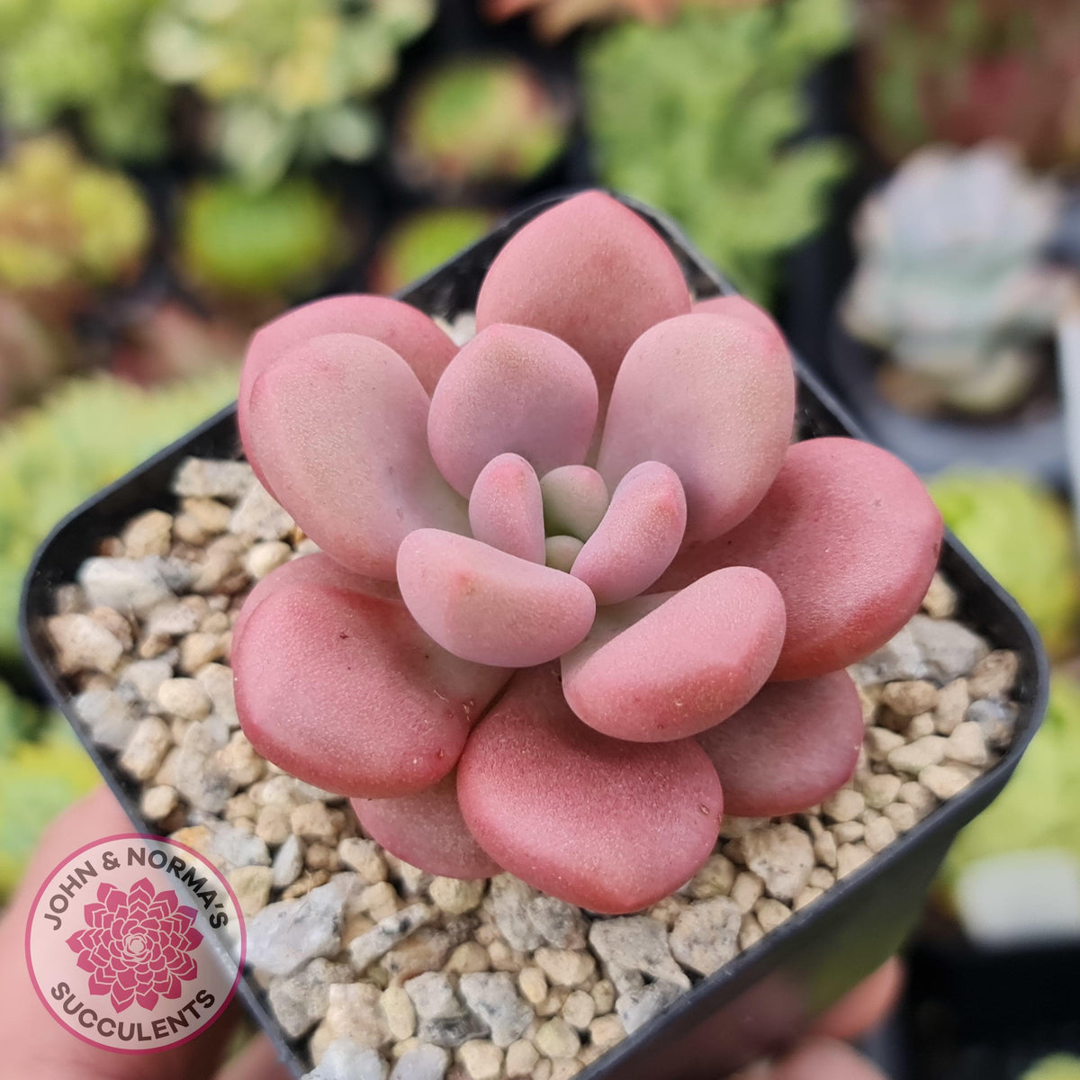 Graptoveria 'avant-garde'