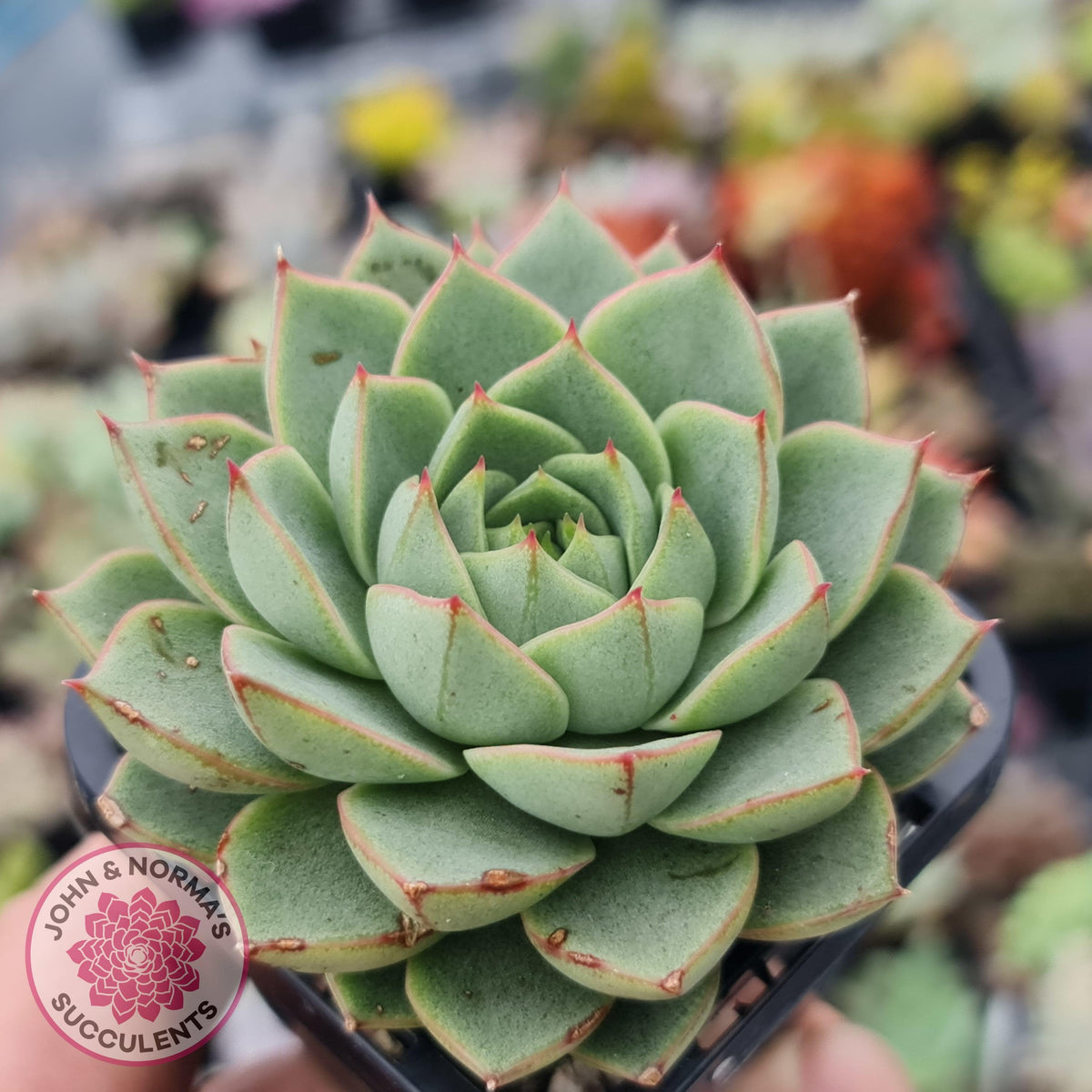 Echeveria purpusorum - Grey Form