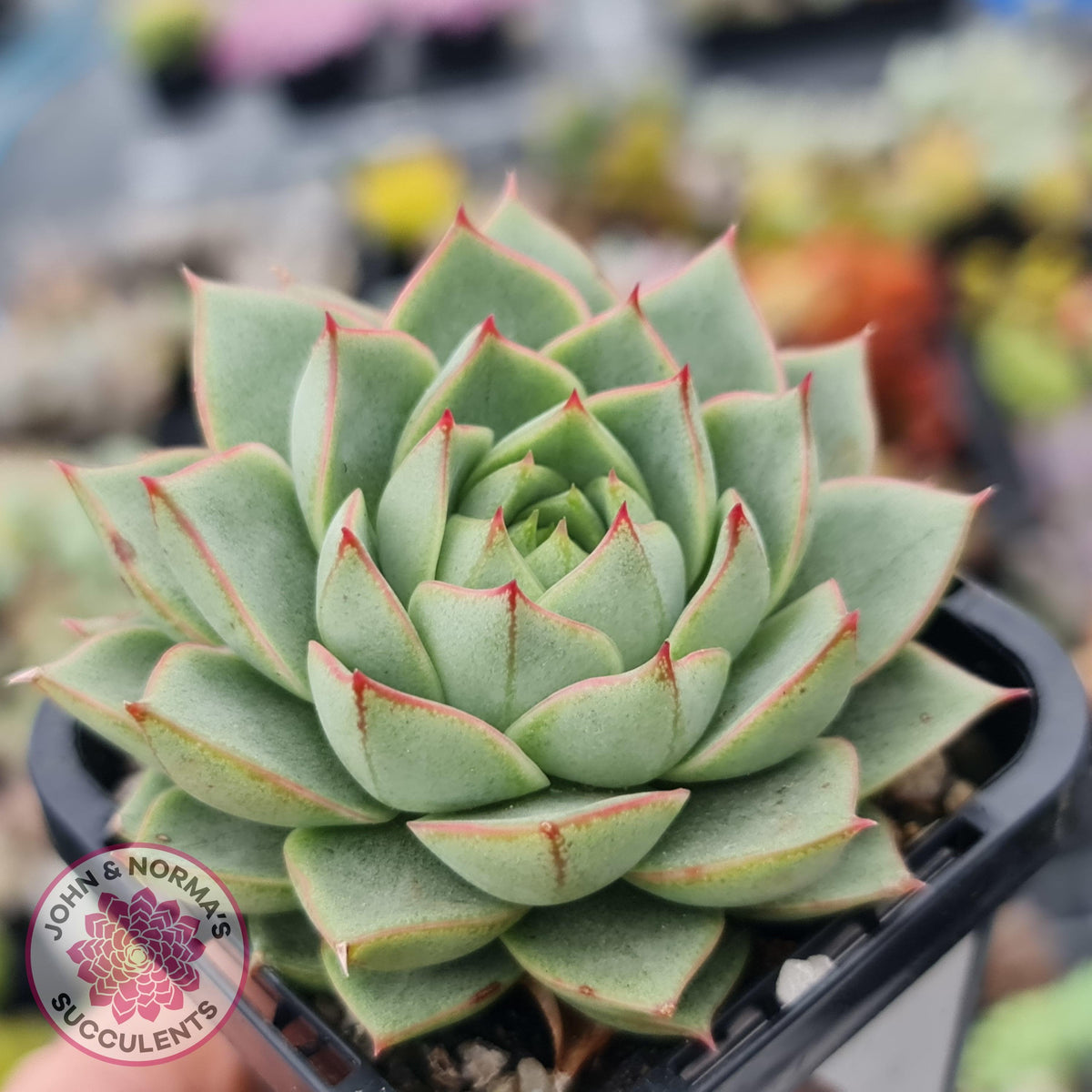 Echeveria purpusorum - Grey Form