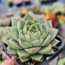 Load image into Gallery viewer, Echeveria purpusorum - Grey Form - John & Norma's Succulents