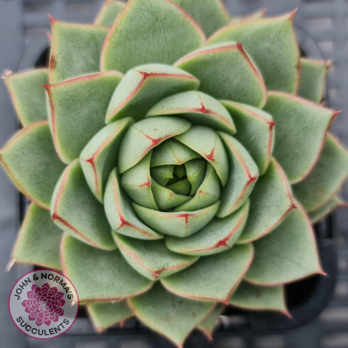 Echeveria purpusorum - Grey Form