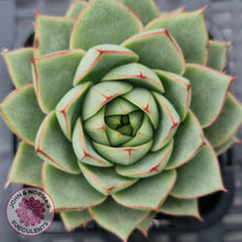Load image into Gallery viewer, Echeveria purpusorum - Grey Form - John & Norma's Succulents