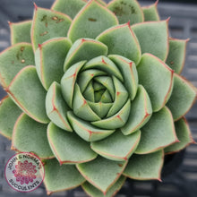 Load image into Gallery viewer, Echeveria purpusorum - Grey Form - John & Norma's Succulents