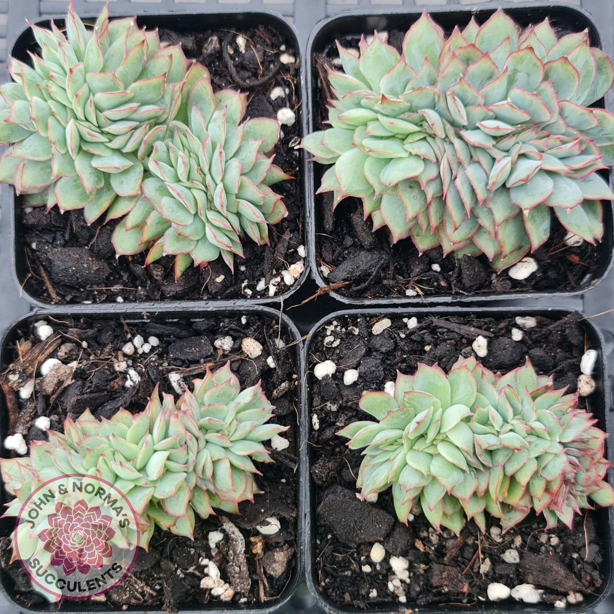 Echeveria Moon Gadnis Crest