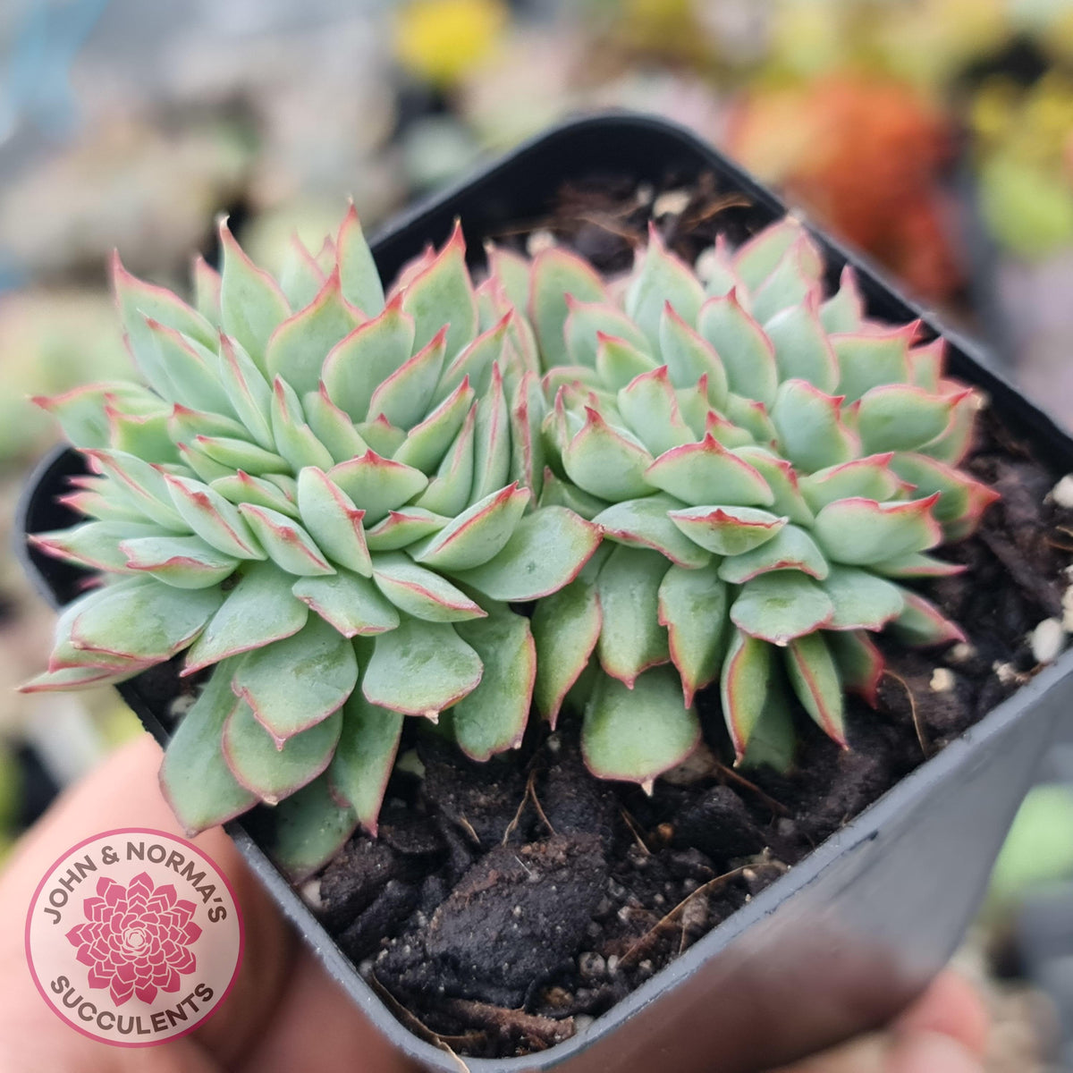 Echeveria Moon Gadnis Crest