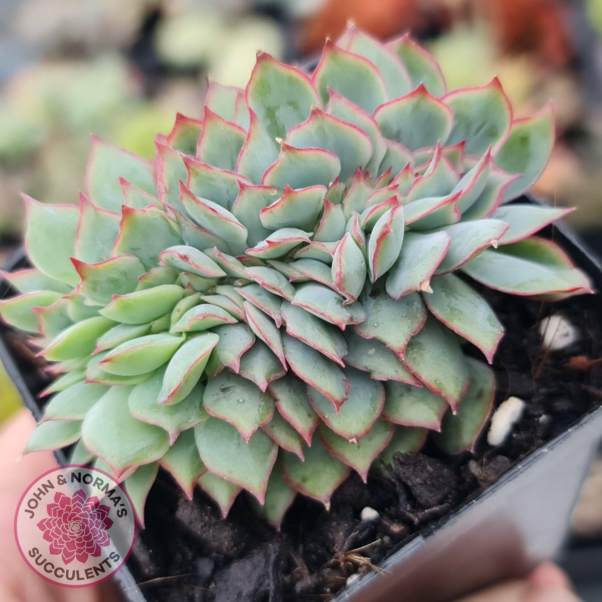 Echeveria Moon Gadnis Crest