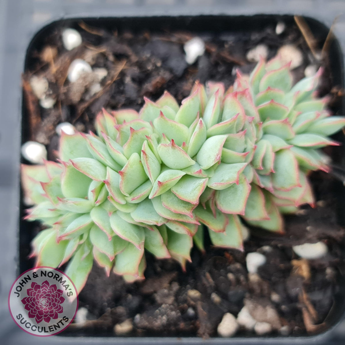 Echeveria Moon Gadnis Crest