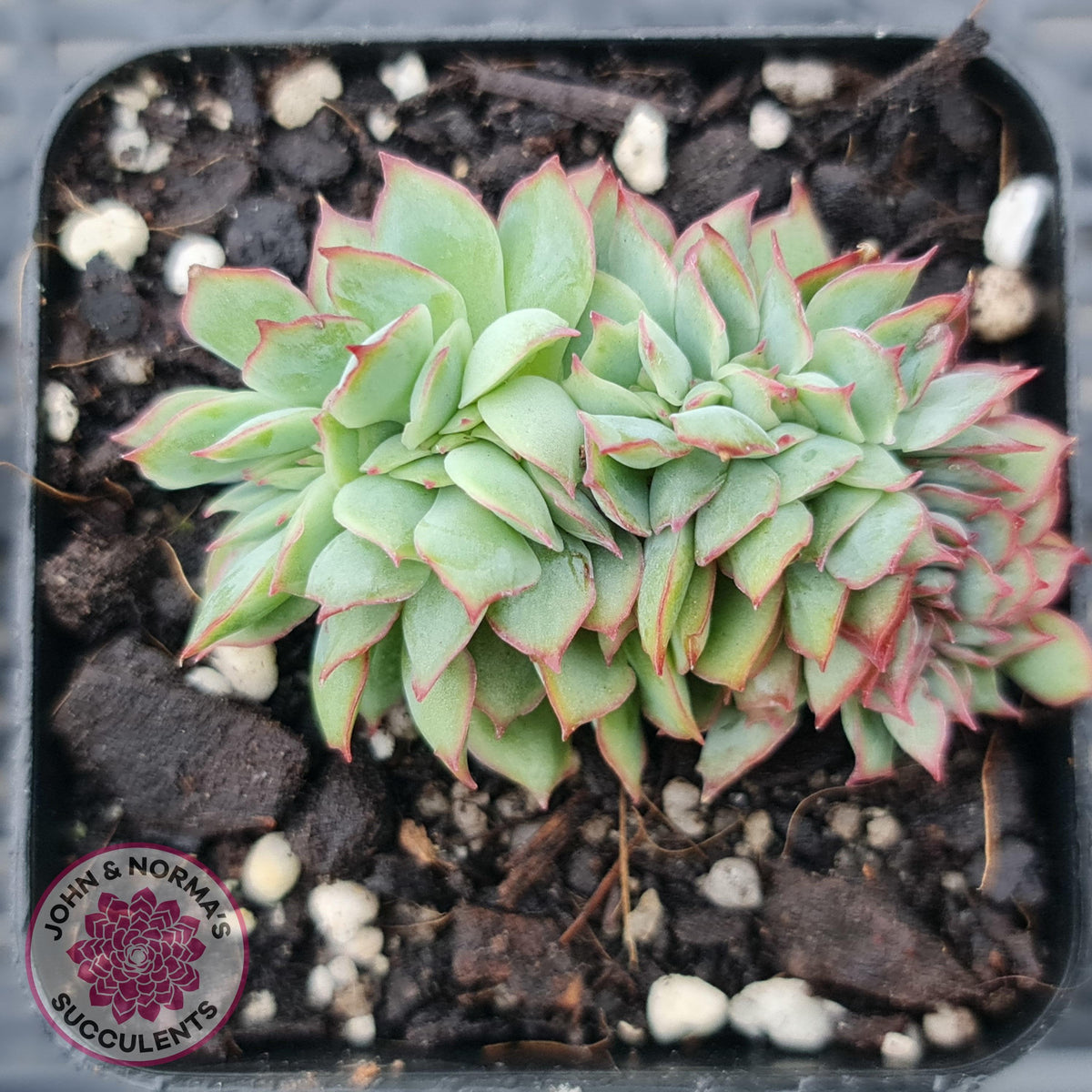 Echeveria Moon Gadnis Crest