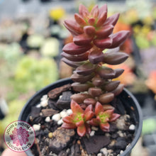 Load image into Gallery viewer, Sedeveria Jet Beads - John & Norma's Succulents