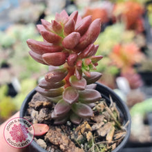 Load image into Gallery viewer, Sedeveria Jet Beads - John & Norma's Succulents