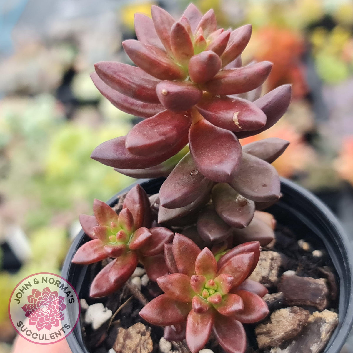 Sedeveria 'Jet Beads'