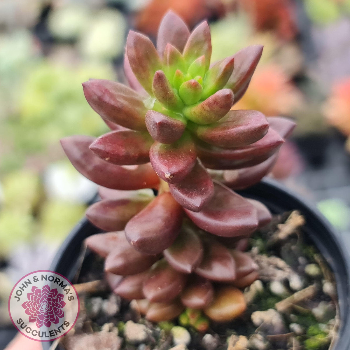 Sedeveria 'Jet Beads'