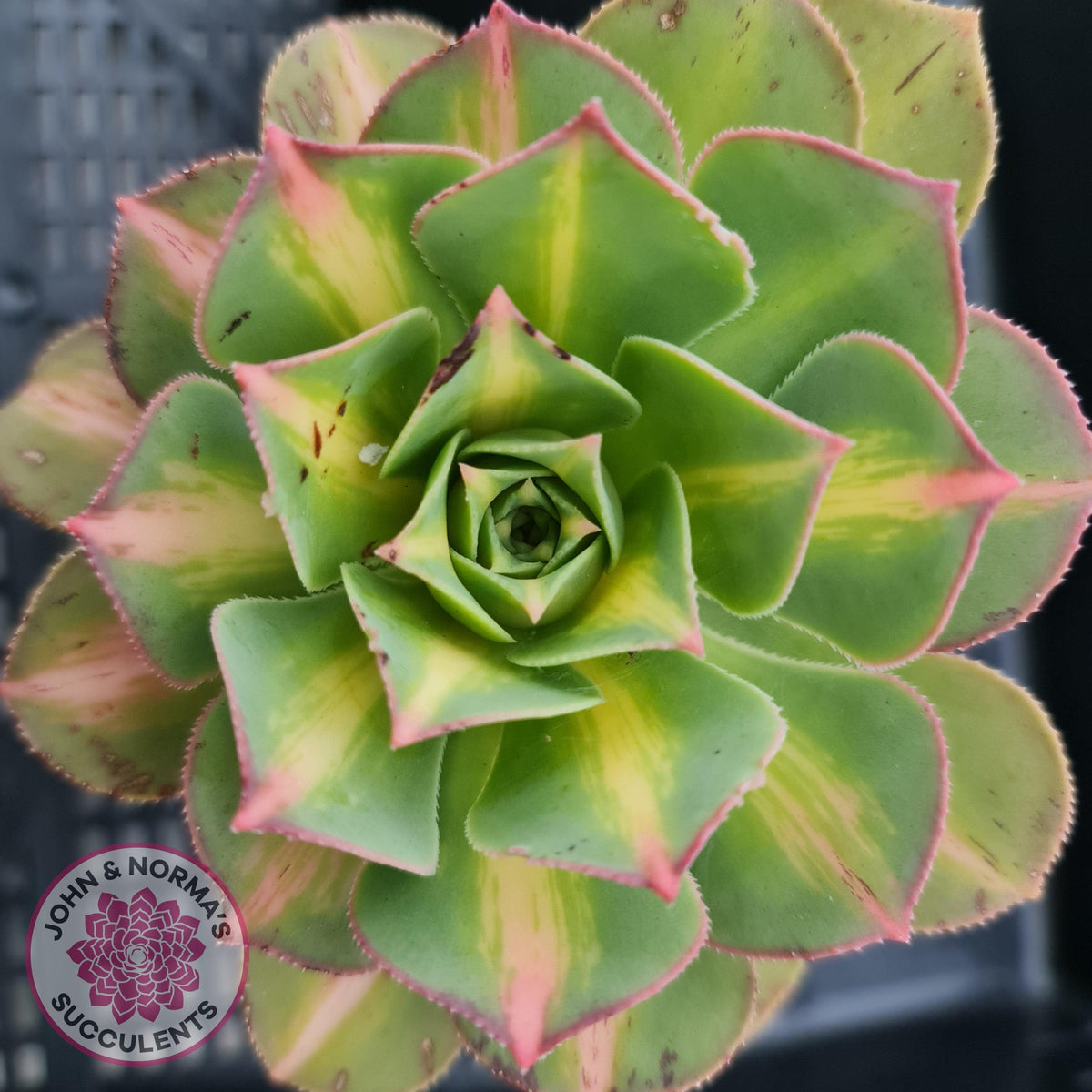 Aeonium Moonburst