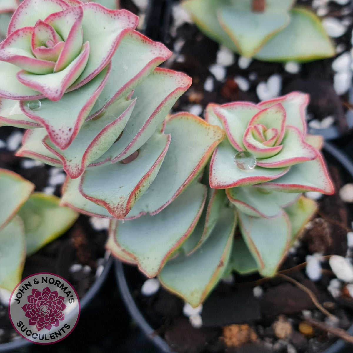 Crassula perforata - Giant Form