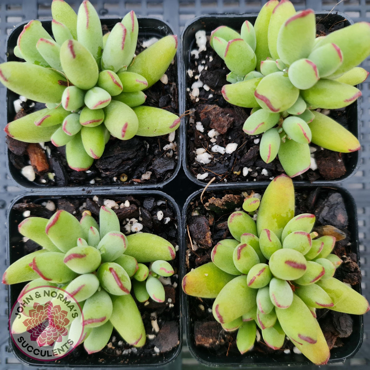 Cotyledon Papillaris 'Pixie Bean'