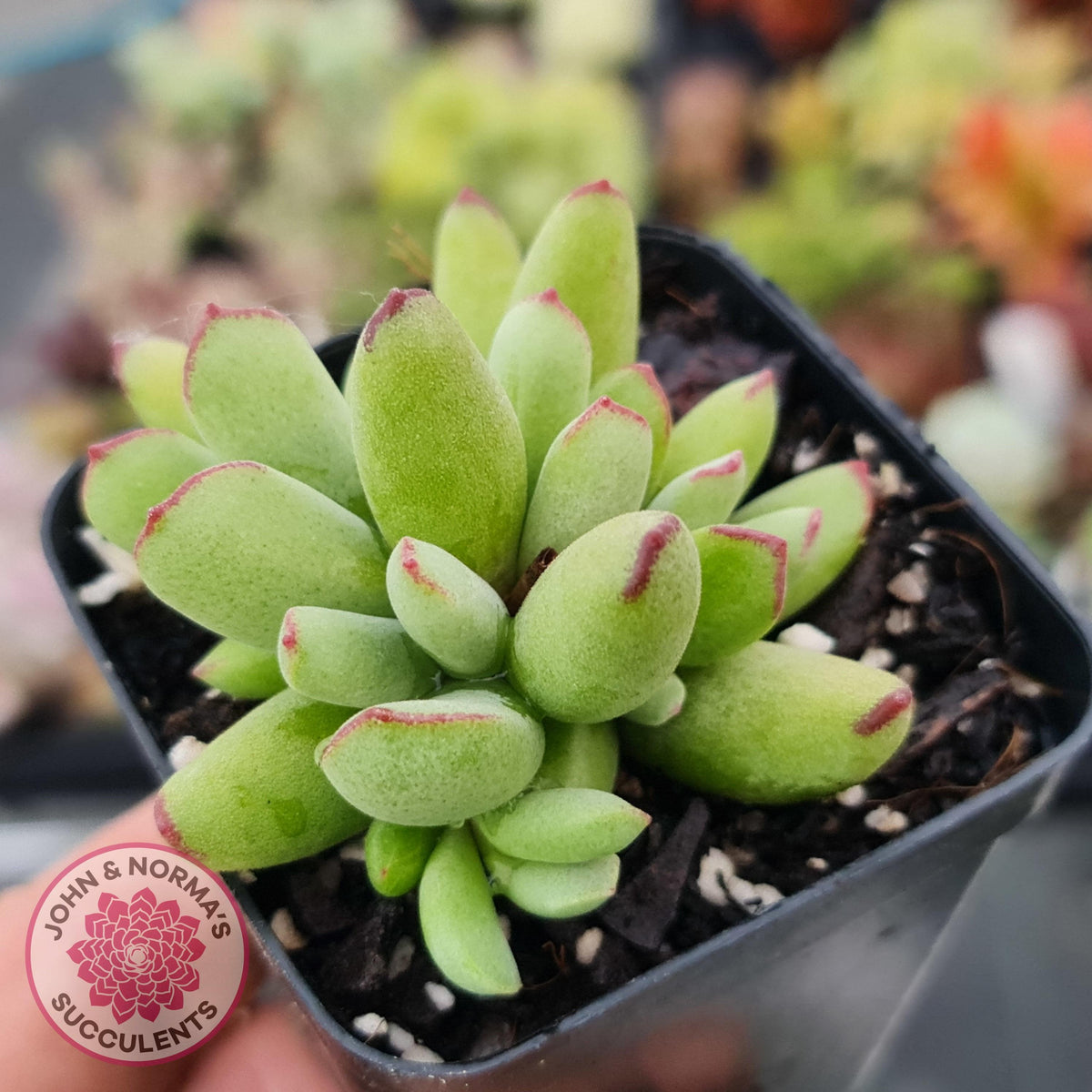 Cotyledon Papillaris 'Pixie Bean'