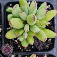 Load image into Gallery viewer, Cotyledon Papillaris 'Pixie Bean' - John & Norma's Succulents