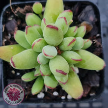 Load image into Gallery viewer, Cotyledon Papillaris 'Pixie Bean' - John & Norma's Succulents