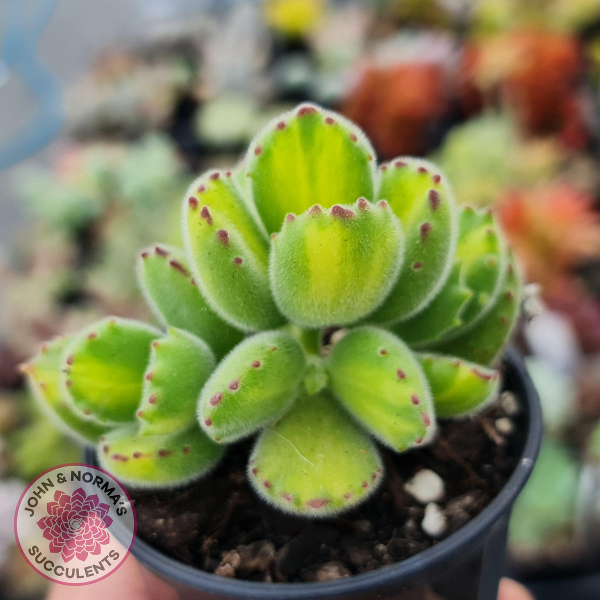 Cotyledon tomentosa 'Bears Paw' Yellow Variegated