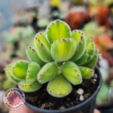 Load image into Gallery viewer, Cotyledon tomentosa - Bears Paw Yellow Variegated - John & Norma's Succulents