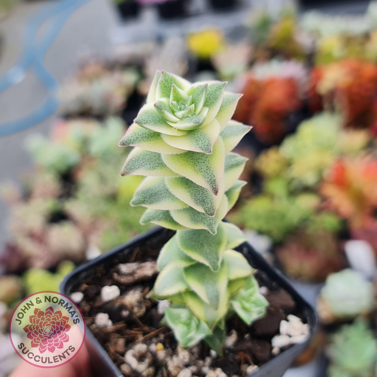 Crassula perforata 'Southern Cross' (white variegate)