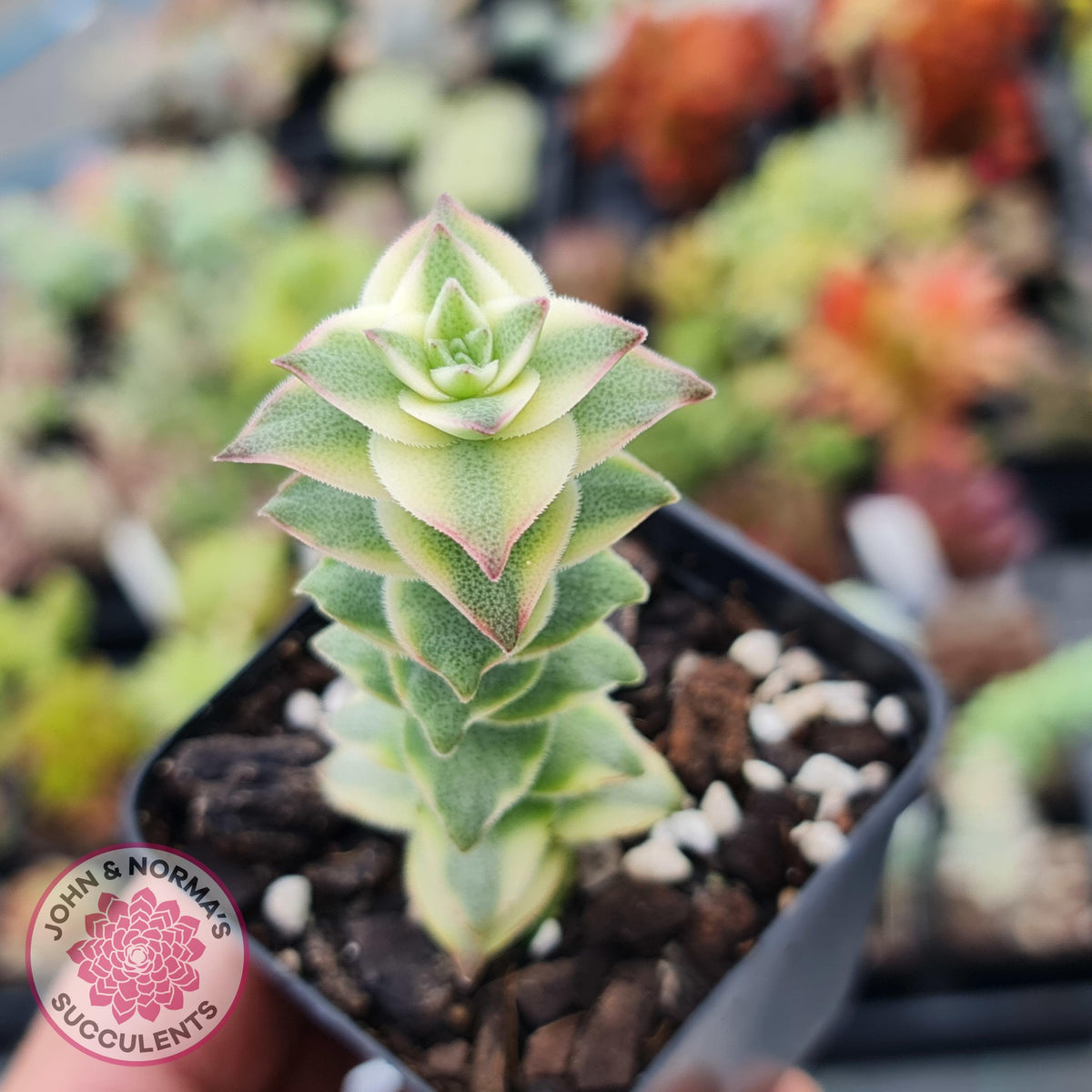 Crassula perforata 'Southern Cross' (white variegate)
