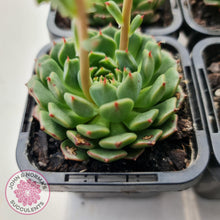 Load image into Gallery viewer, Echeveria Bini Ouhikou - John & Norma's Succulents