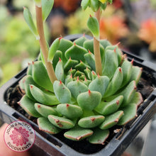 Load image into Gallery viewer, Echeveria Bini Ouhikou - John & Norma's Succulents