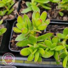 Load image into Gallery viewer, Crassula dejecta - John & Norma's Succulents