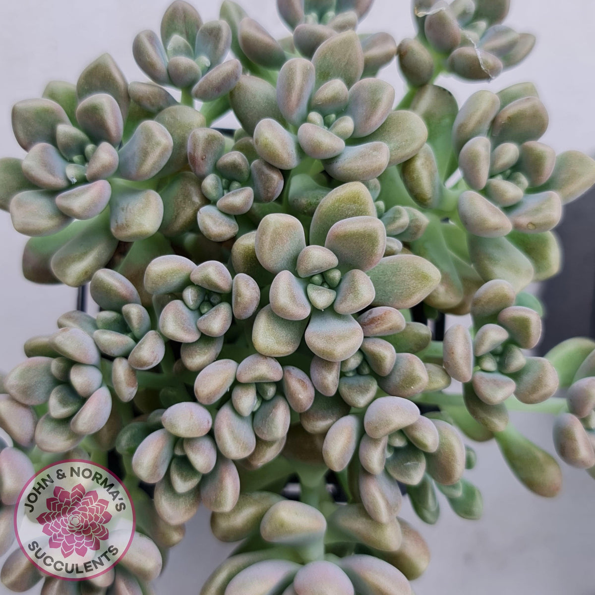 Graptopetalum mendozae