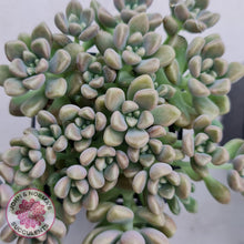 Load image into Gallery viewer, Graptopetalum mendozae - Multi Heads - John & Norma's Succulents